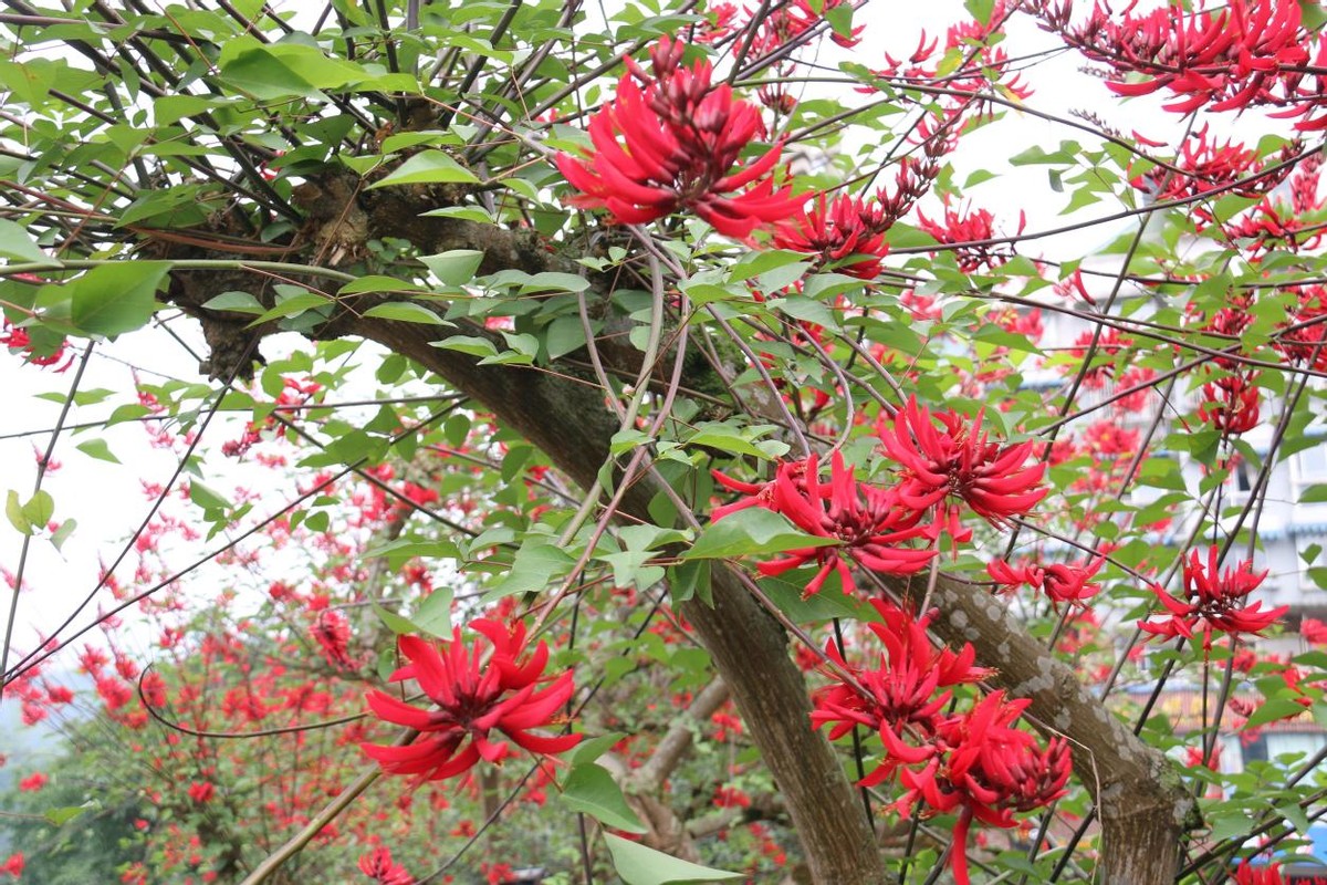 沐川县城区：龙牙花开红似火