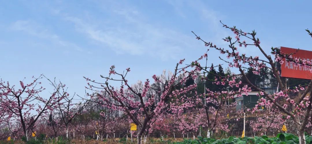 安逸四川 花开广元丨利州陌上花开春正美，跟着赏花地图“趣”打卡