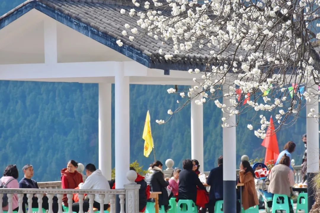 安逸四川 花开广元 | 漫山遍野，沙河5000亩樱桃花海刷爆朋友圈