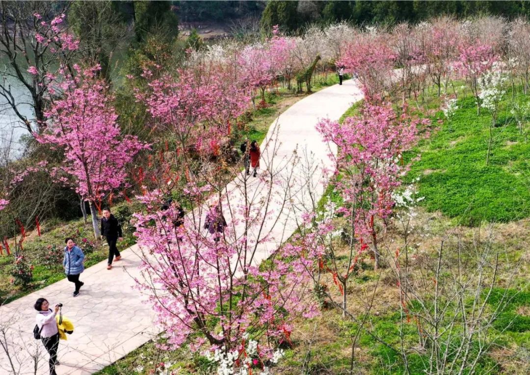 安逸四川 花开广元 | 春暖花开，广元邀您共赴一场春天的旅行盛宴