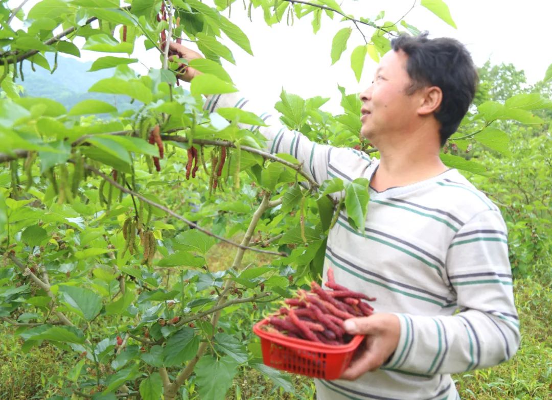 五一游广元 | 赏芍药、摘桑葚！快来解锁广元周边新耍法