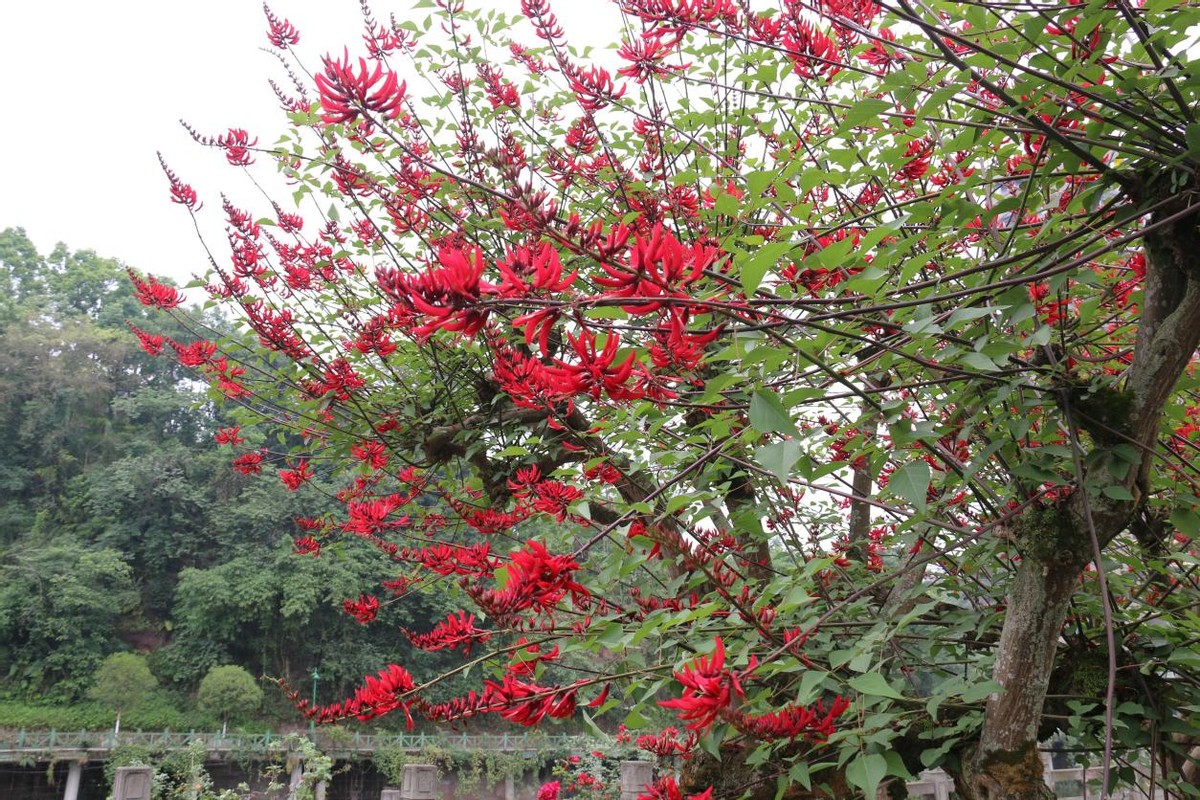 沐川县城区：龙牙花开红似火