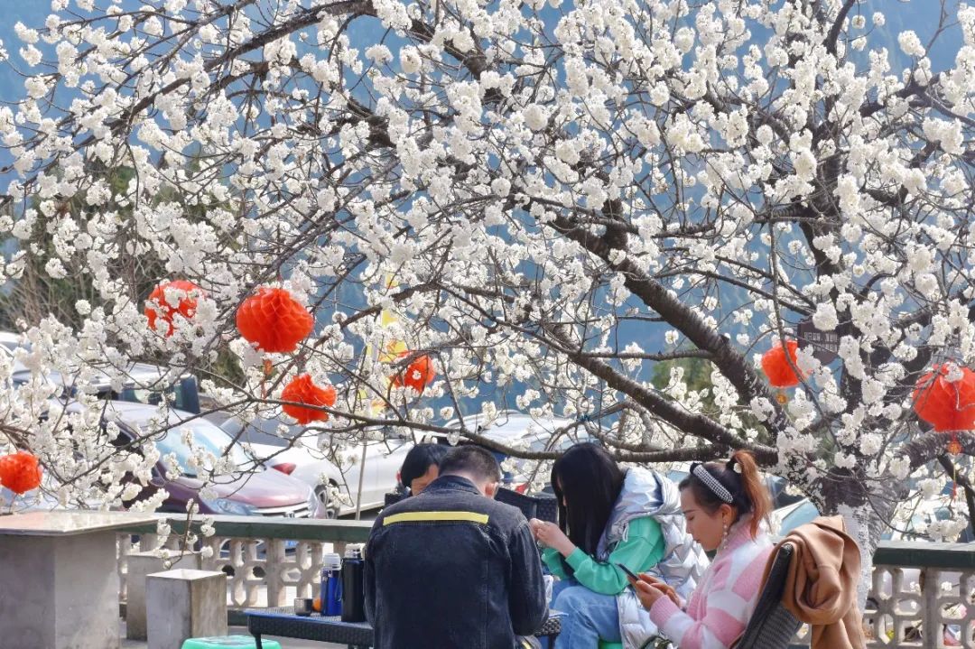 安逸四川 花开广元 | 漫山遍野，沙河5000亩樱桃花海刷爆朋友圈