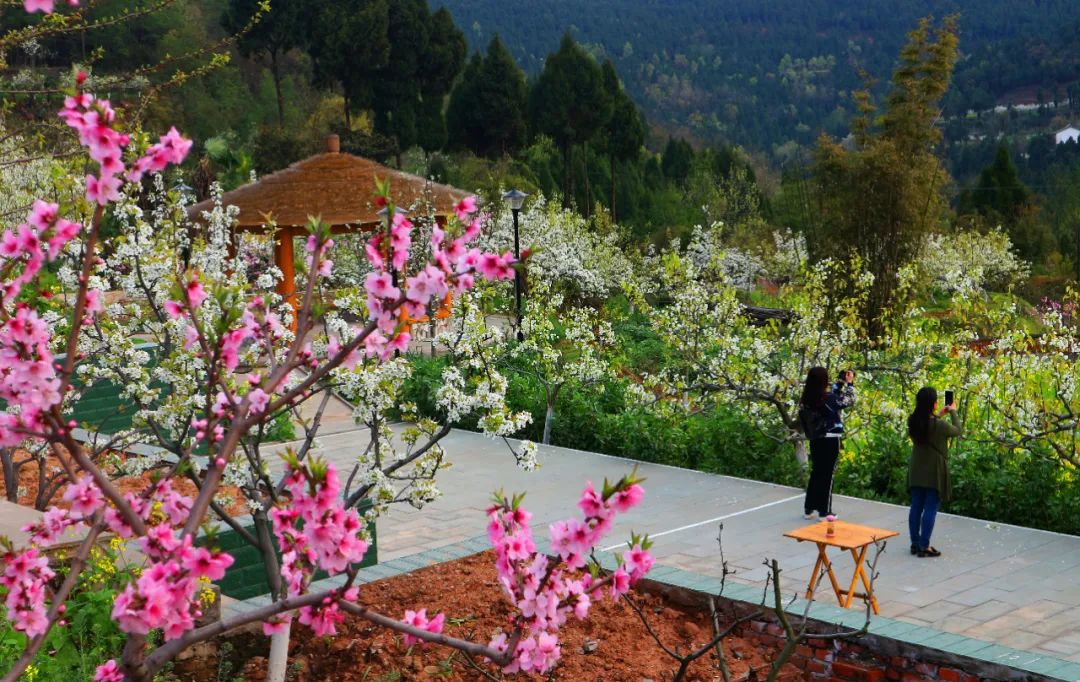 安逸四川 花开广元丨利州陌上花开春正美，跟着赏花地图“趣”打卡