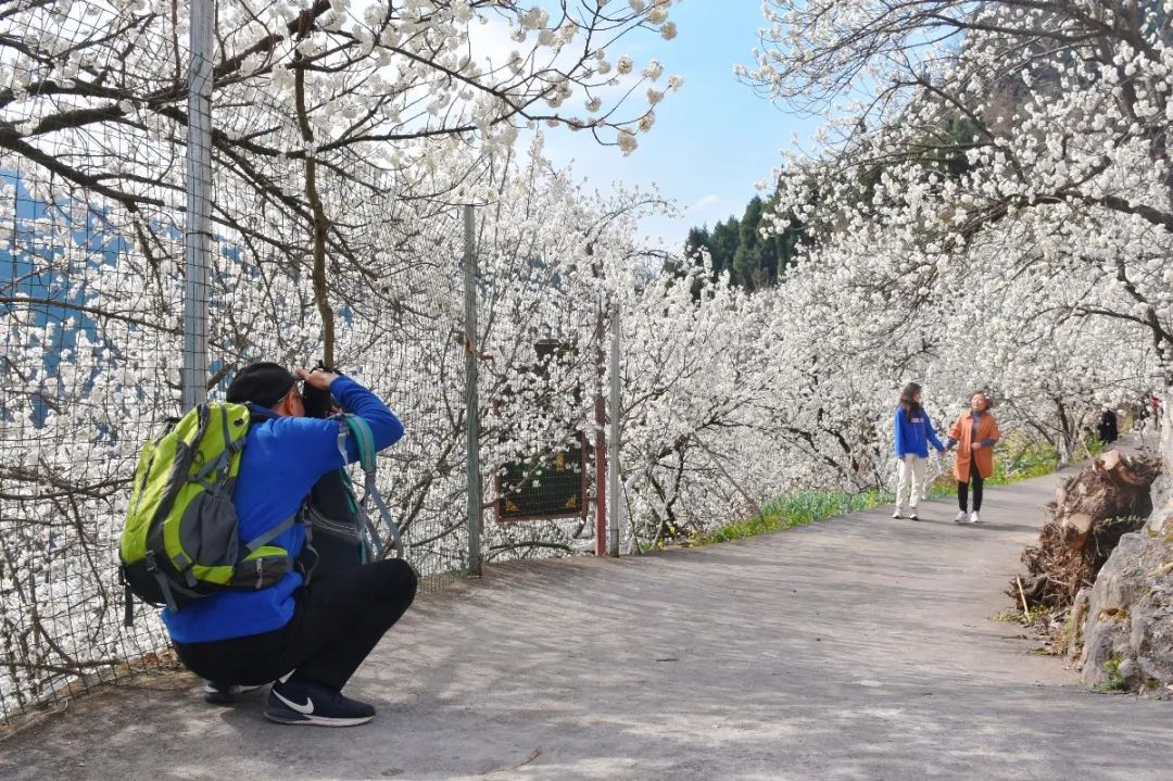 安逸四川 花开广元 | 漫山遍野，沙河5000亩樱桃花海刷爆朋友圈