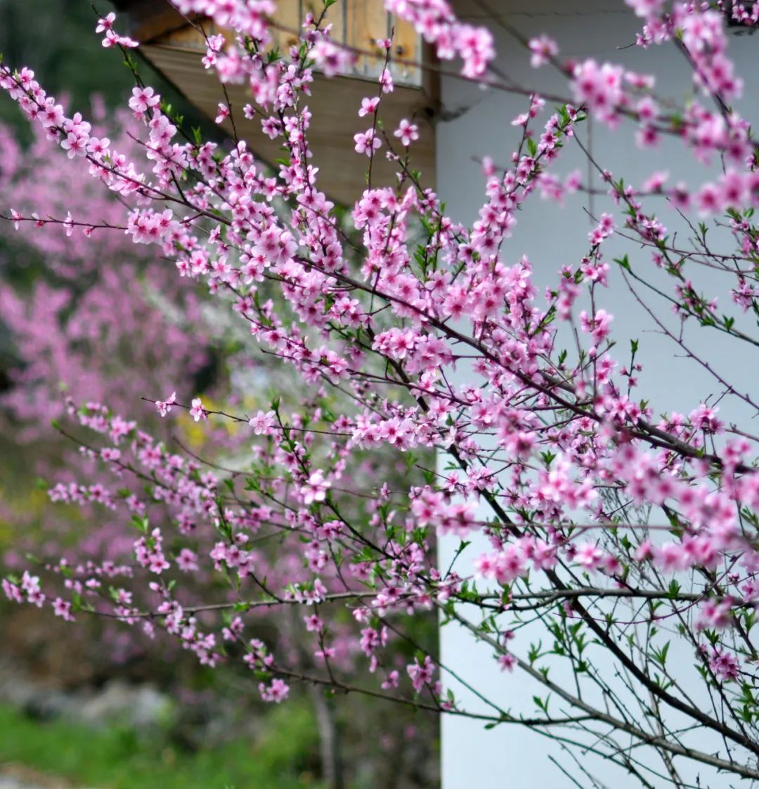 安逸四川 花开广元丨利州陌上花开春正美，跟着赏花地图“趣”打卡