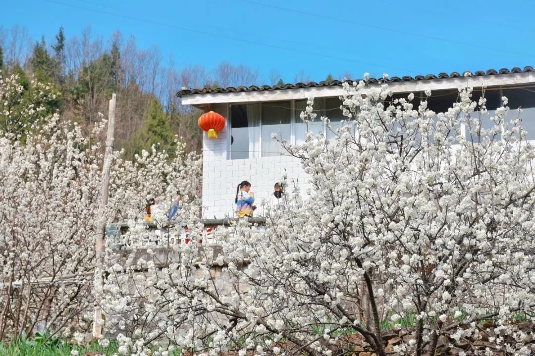 安逸四川 花开广元 | 漫山遍野，沙河5000亩樱桃花海刷爆朋友圈