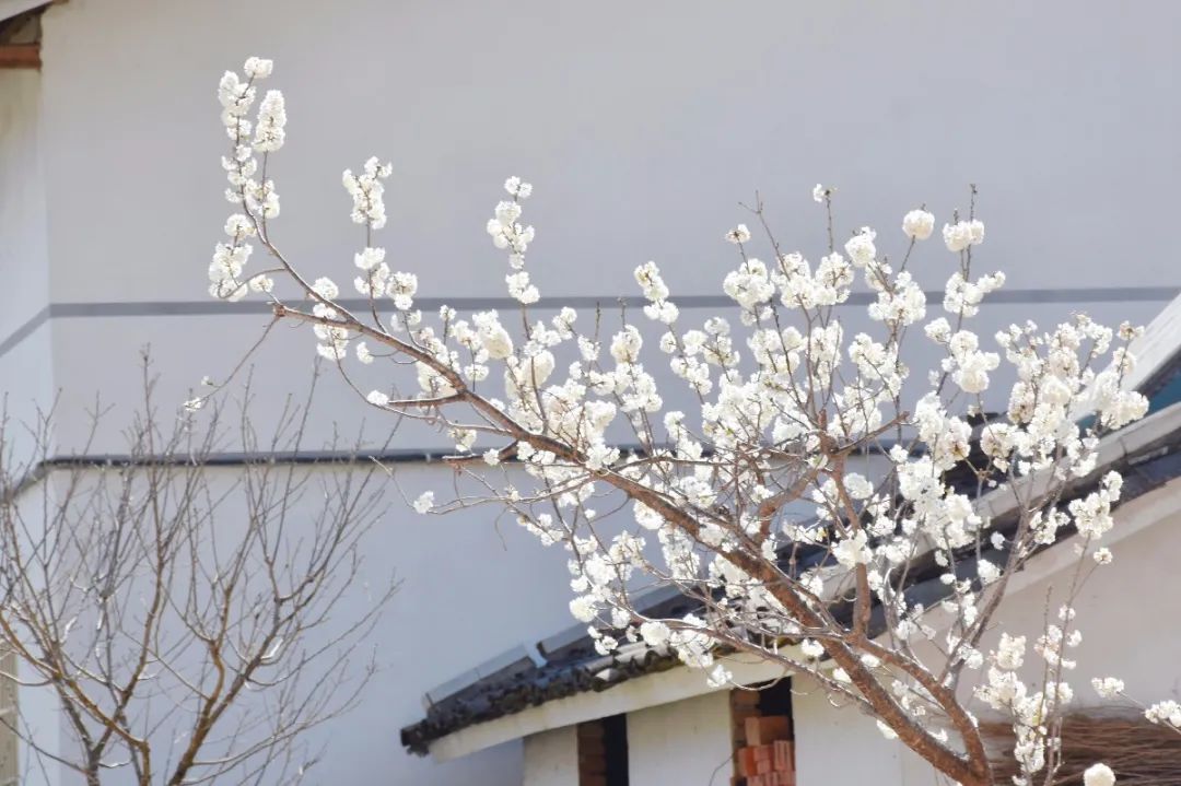 安逸四川 花开广元 | 漫山遍野，沙河5000亩樱桃花海刷爆朋友圈