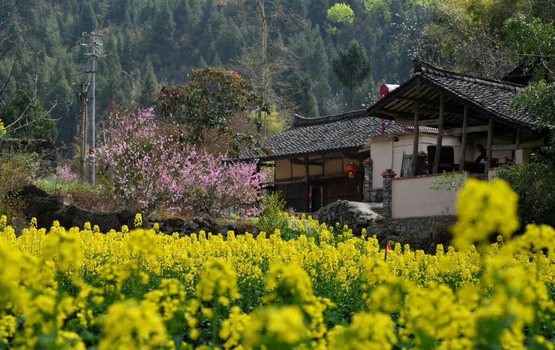 安逸四川 花开广元丨利州陌上花开春正美，跟着赏花地图“趣”打卡