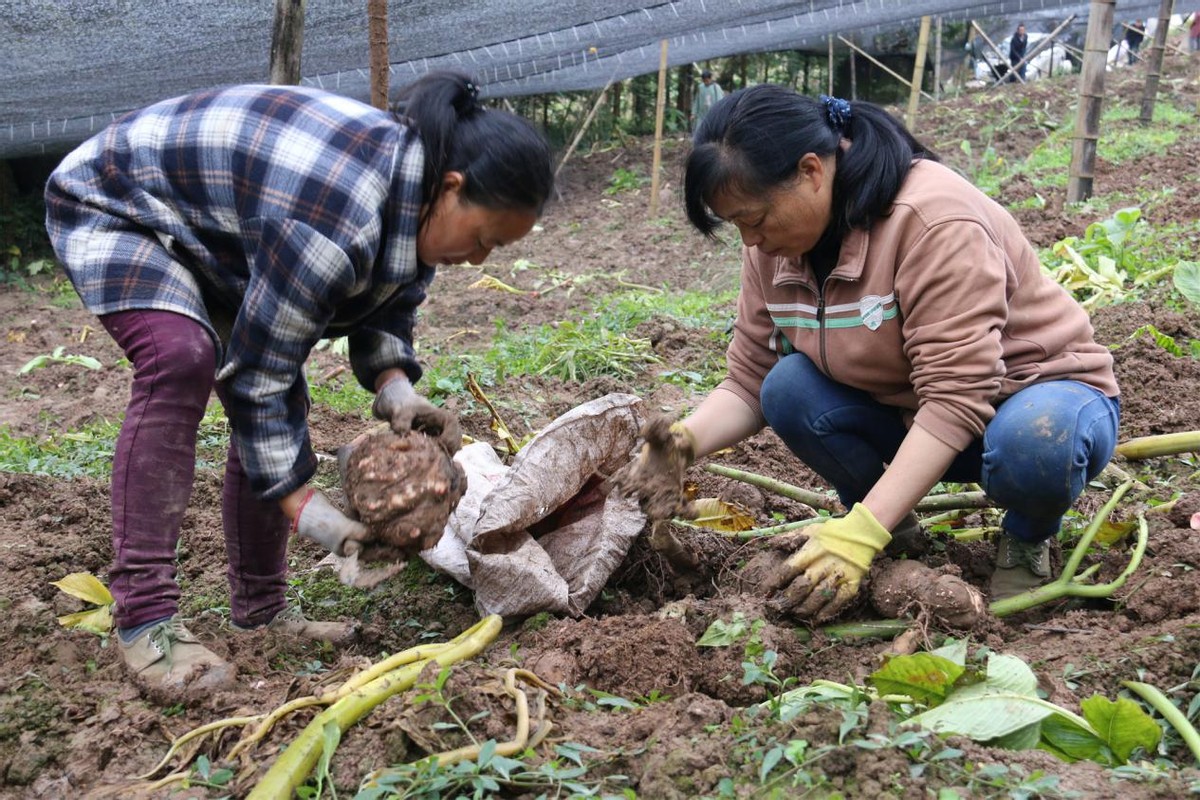 沐川县底堡乡：魔芋种植获丰收 乡村振兴有底气