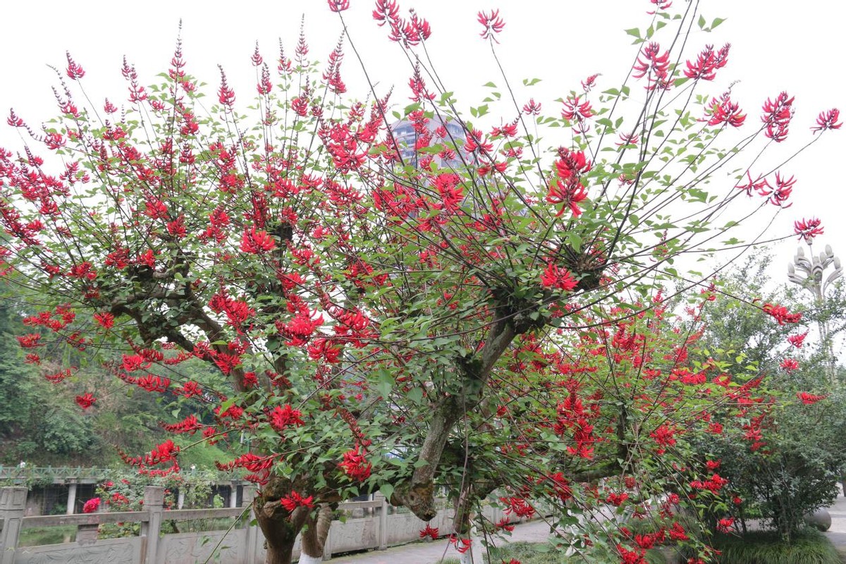 沐川县城区：龙牙花开红似火